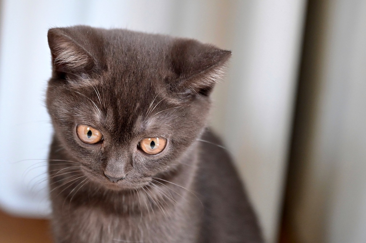 The Gentle Nature of the Exotic Shorthair